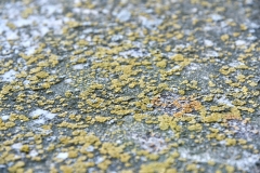 51