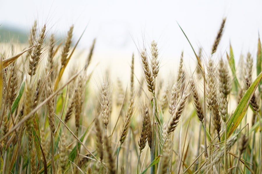 Producția agricolă pe 2025, în creștere cu 8,5%