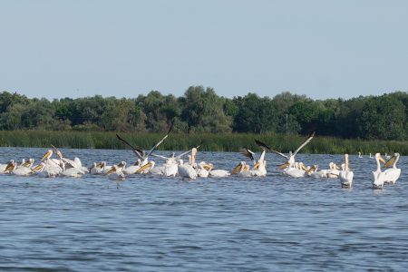 Delta Dunarii