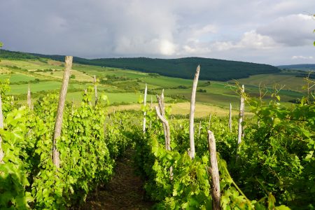 Casa de vinuri Zaig - o gură de vin dintr-o viță-de-vie veche de 100 de ani