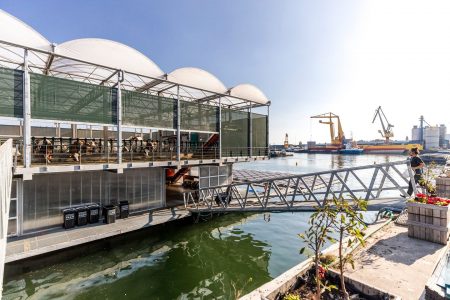 La Rotterdam, vacile plutesc pe apă pentru a proteja mediul înconjurător