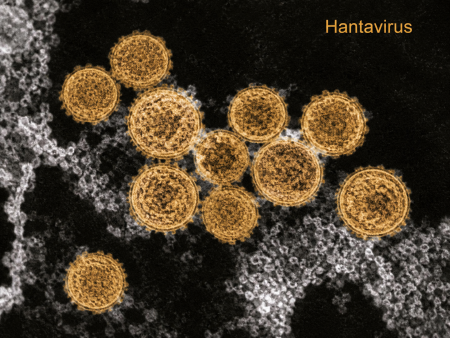 Ucraina înregistrează zeci de cazuri de hantavirus în fiecare an, susține Centrul de Sănătate Publică ucrainean - poza 1