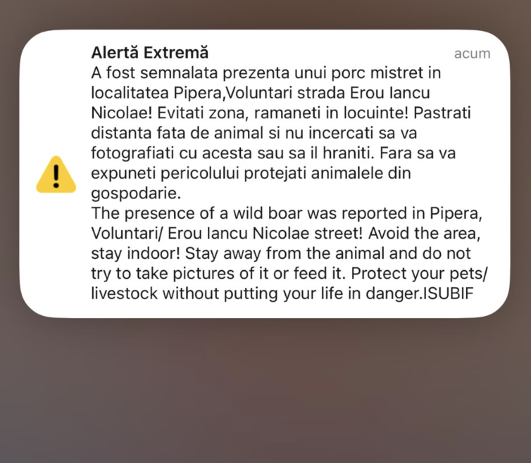 Mesaj Ro-alert &bdquo;porc mistreț semnalat&rdquo; &icirc;n Pipera, l&acirc;ngă București
 - poza 1