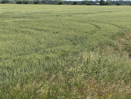 Fonduri în valoare de 265 de milioane de euro pentru investiții în energie regenerabilă în agricultură și industria alimentară - poza 1